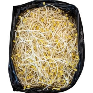 Soybean Sprouts 1 X 5 KG