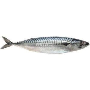 Mackerel W/R 4/600 1 X 21 KG