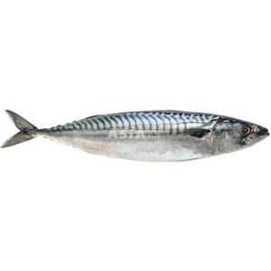 Mackerel W/R 600+ 1 X 10 KG