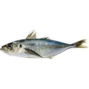 Horse Mackerel W/R 3-400 1 X 20 KG