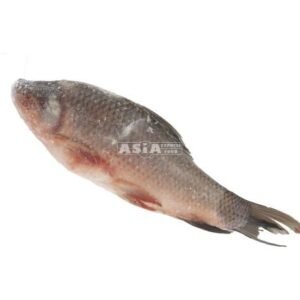 Rohu Gutted IQF 2/3000 1 X 20 KG